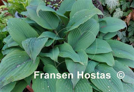 Hosta Holar Mystic Purple